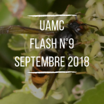 FLASH n°9 – Septembre 2018 flash-n9-septembre-2018